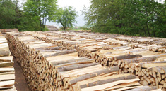 Weiter zur Seite Leistungen / Rund- und Brennholzverkauf